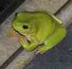 11Oct12_frog2.jpg